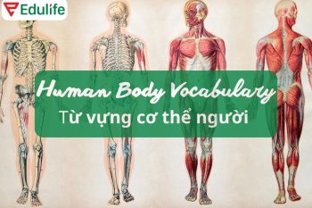 Bộ 50+ từ vựng các bộ phận cơ thể người tiếng Anh chi tiết