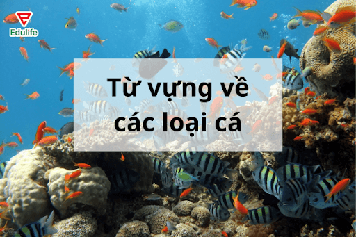 tu-vung-ve-cac-loai-ca