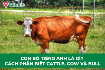 con-bo-tieng-anh-la-gi