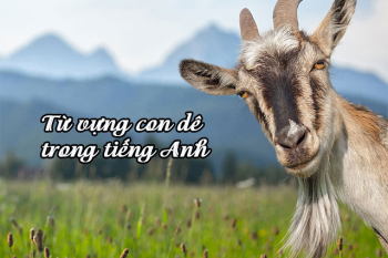 con-de-tieng-anh-la-gi