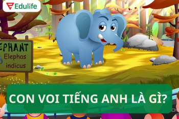 Con voi tiếng Anh là gì? Thành ngữ về con voi trong tiếng Anh