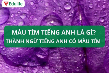 màu tím tiếng anh là gì