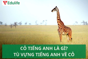 Cỏ tiếng Anh là gì? Từ vựng và idioms về cỏ trong tiếng Anh