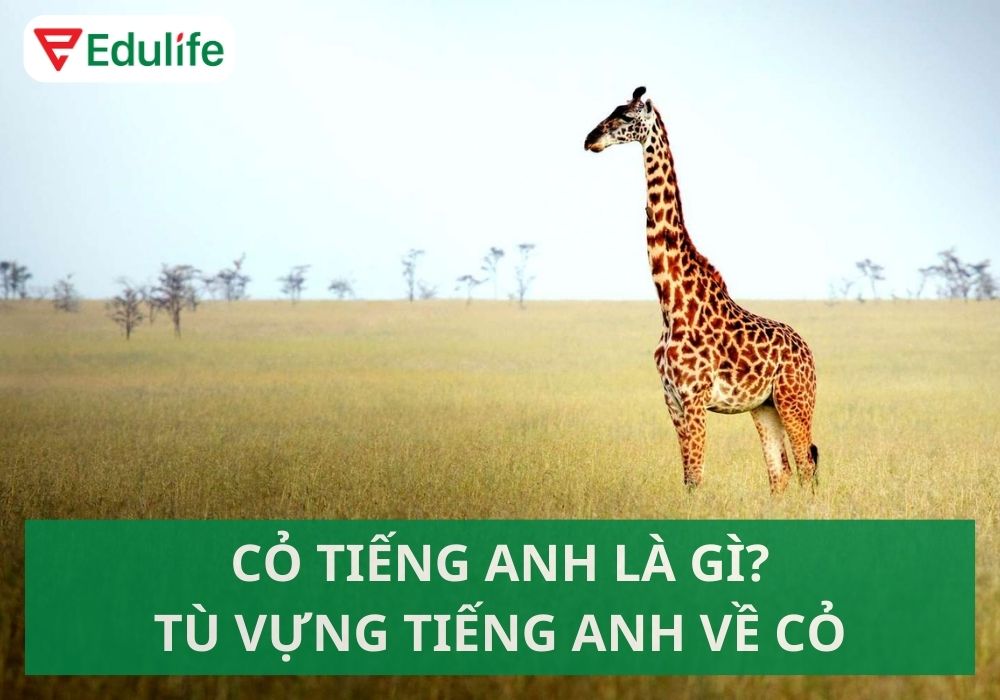 Cỏ tiếng Anh là gì?