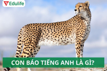 Con báo tiếng Anh là gì? Từ vựng động vật hoang dã tiếng Anh