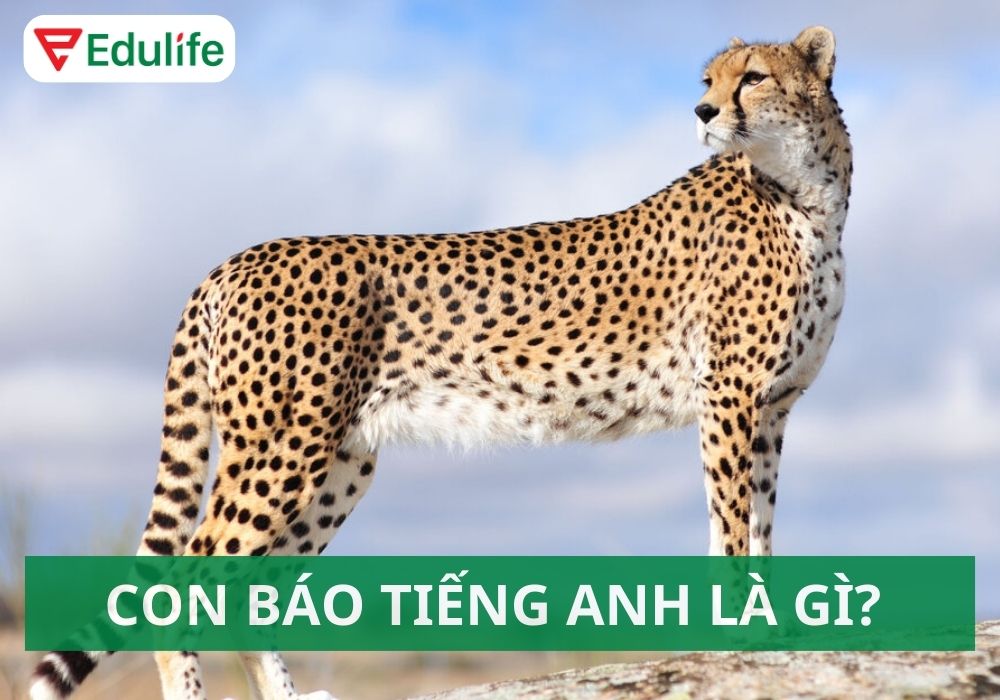 Con báo tiếng Anh là gì? Từ vựng, thành ngữ và ứng dụng thú vị