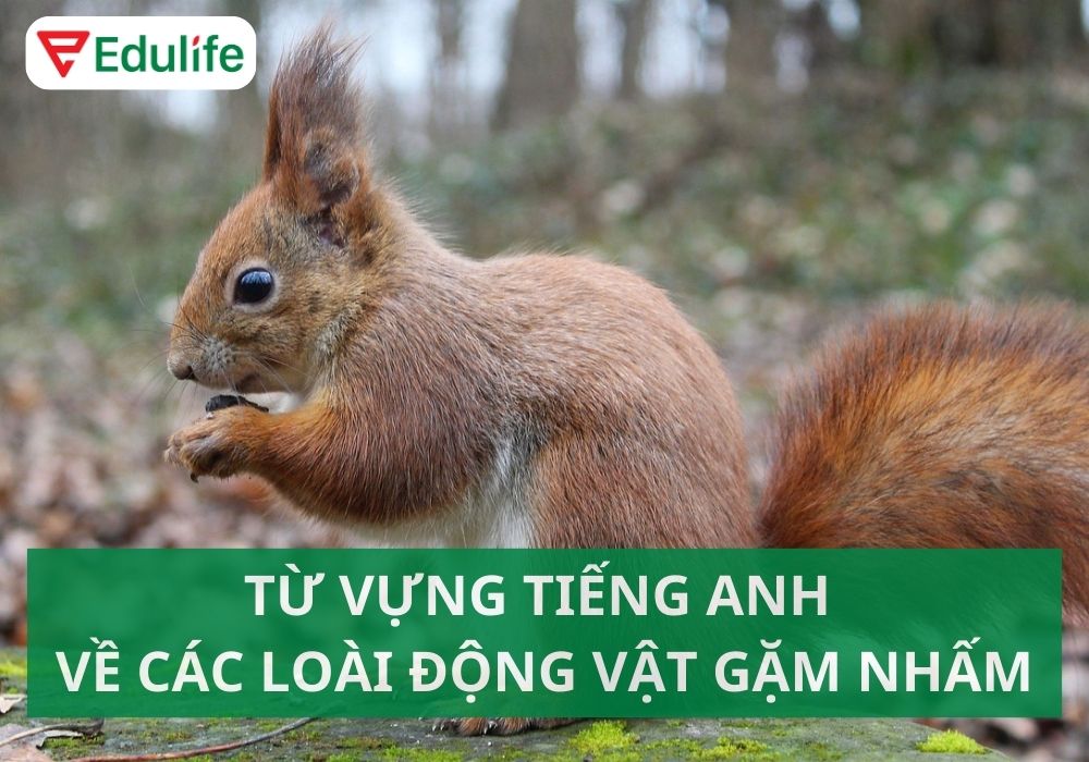 Con chuột tiếng Anh là gì?