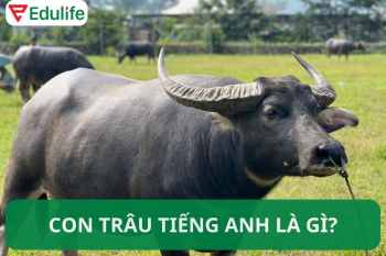 Con trâu tiếng Anh là gì? 20+ idioms thành ngữ con trâu tiếng Anh