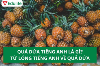 Quả dứa tiếng Anh là gì? Từ lóng tiếng Anh về quả dứa 