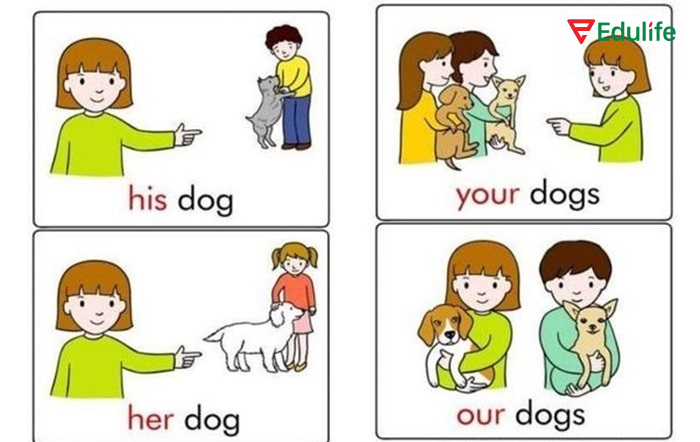 My, your, his, her, its, our, their là nhóm từ sở hữu cụ thể