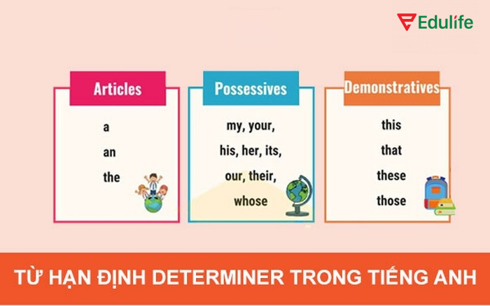Từ hạn định trong tiếng Anh dùng phổ biến cho mạo từ, sở hữu, chỉ định