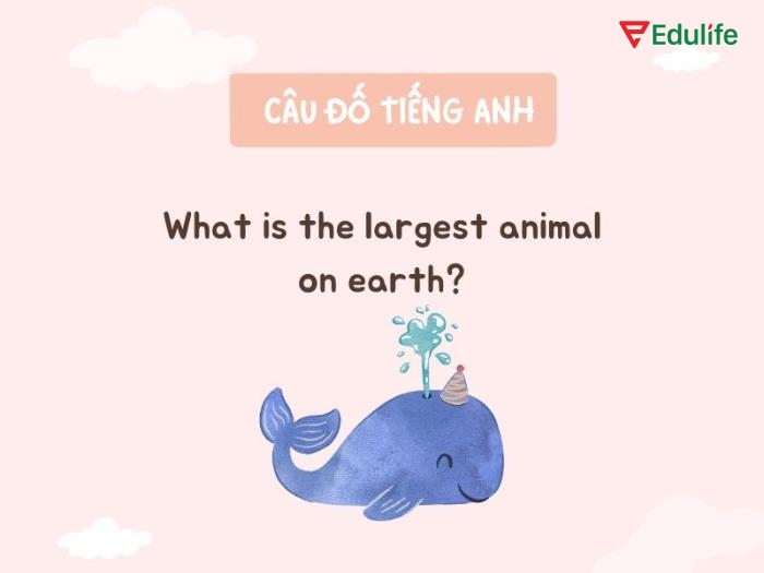 Câu đố tiếng Anh về động vật là cách học từ vựng sinh động, giúp ghi nhớ nhanh và rèn phản xạ ngôn ngữ hiệu quả