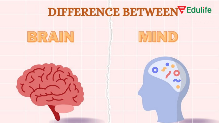 Cấu trúc Mind thường được dùng để nói về trạng thái tinh thần, suy nghĩ, trí nhớ, ý tưởng của cá nhân nào đó