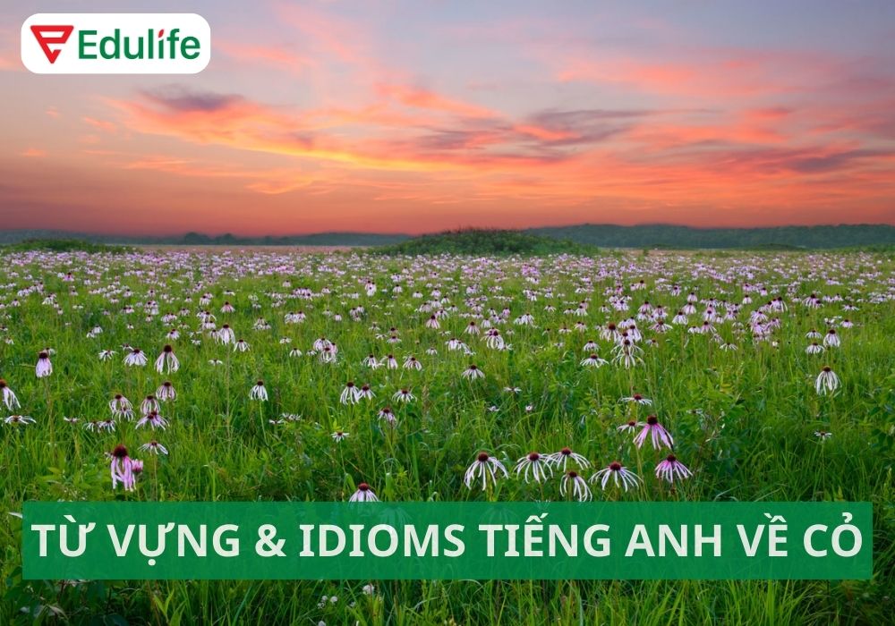 Cỏ tiếng Anh là gì? Idioms liên quan đến cỏ trong tiếng Anh
