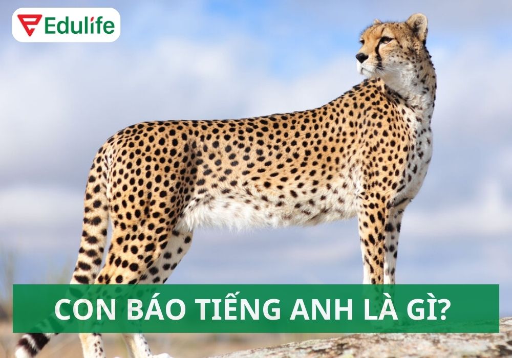 Con báo tiếng Anh là gì? 