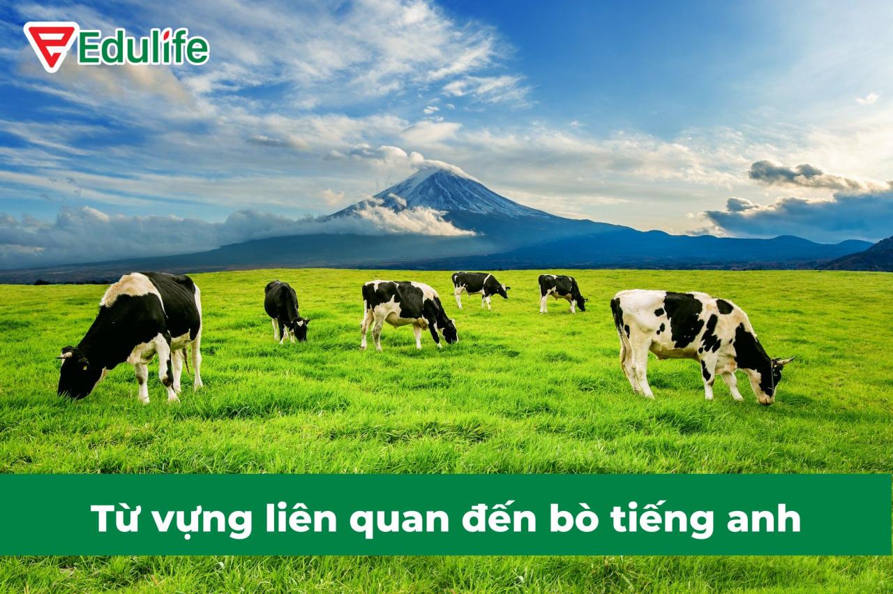 con-bo-tieng-anh-la-gi 