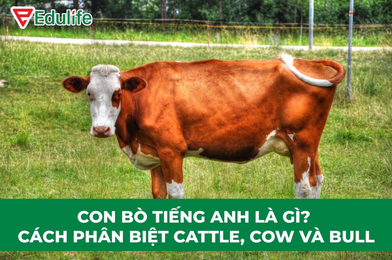 con-bo-tieng-anh-la-gi 