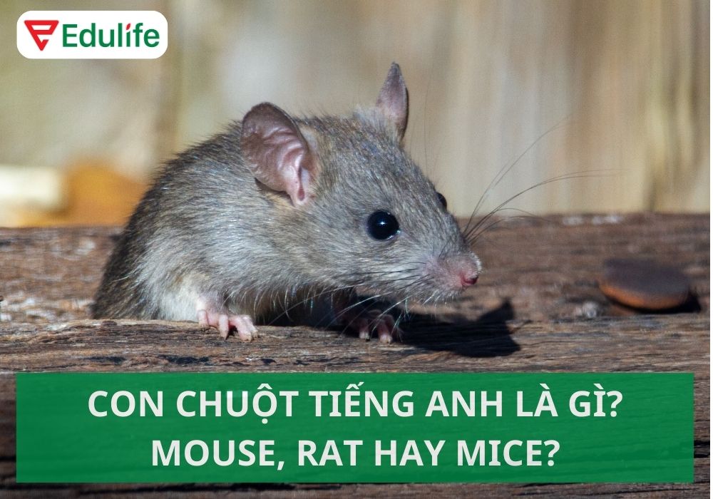 Con chuột tiếng Anh là gì?