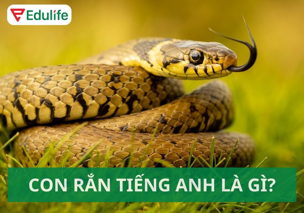 Con rắn tiếng Anh là gì?
