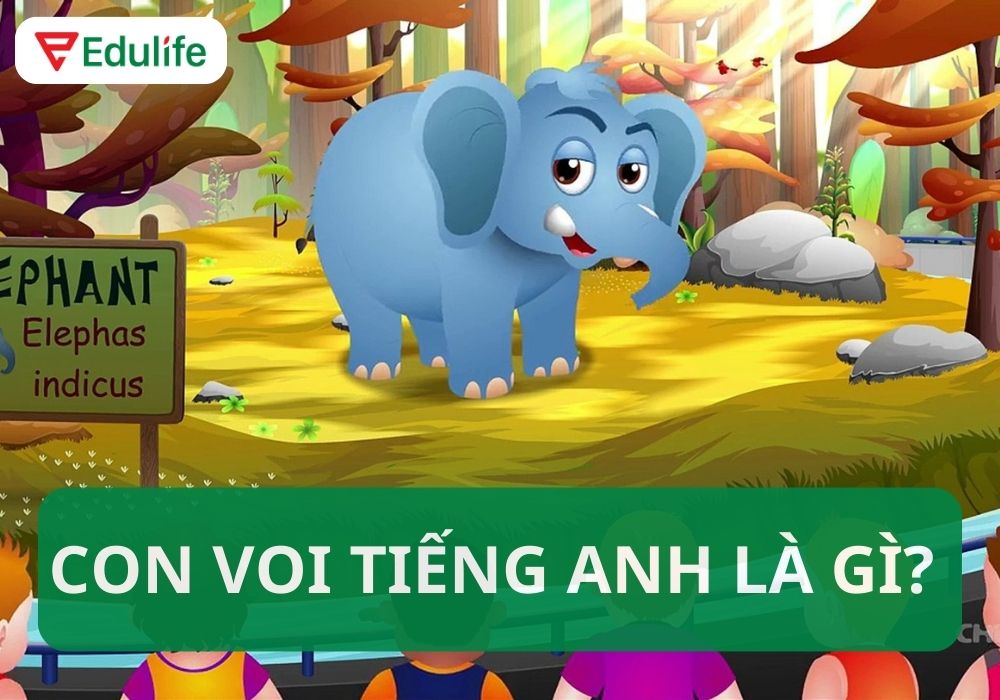 Con voi tiếng Anh là gì?
