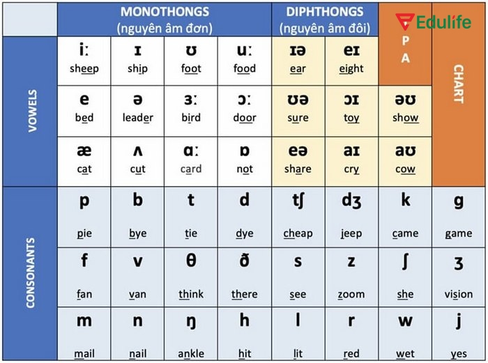 Phiên âm tiếng Anh cũng chia thành nhiều loại, gồm nguyên âm và phụ âm