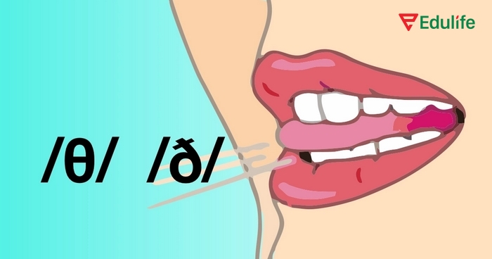 Cách phân loại phụ âm là gì? Tiếng Anh có 21 chữ cái phụ âm, ứng với 24 âm trong IPA, chia nhiều laoij theo rung thanh quản, vị trí và cách phát âm
