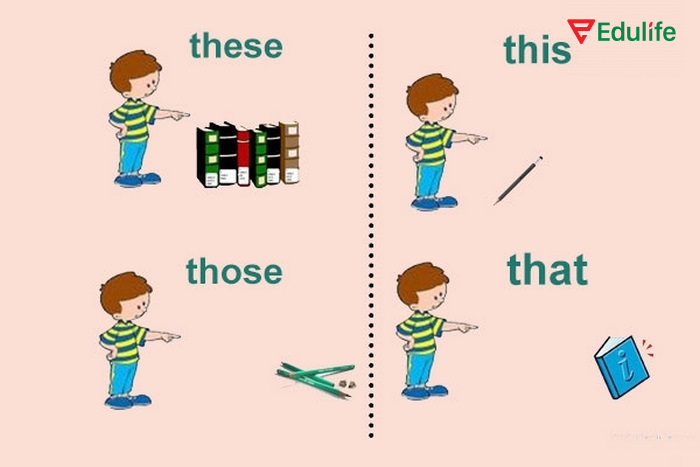 This/that/these/those là nhóm từ hạn định chỉ rõ đối tượng được nói đến