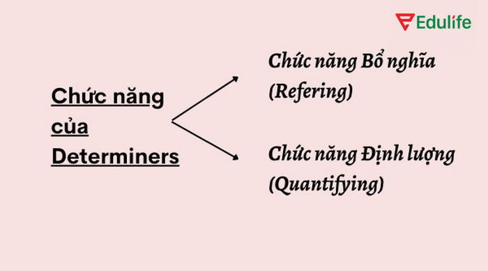 Từ hạn định (Determiners) có chức năng bổ nghĩa, định lượng trong câu