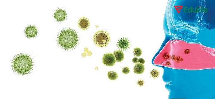 Hiểu rõ sự khác biệt của vi khuẩn và vi rút, bạn sẽ biết cách chủ động bảo vệ sức khỏe