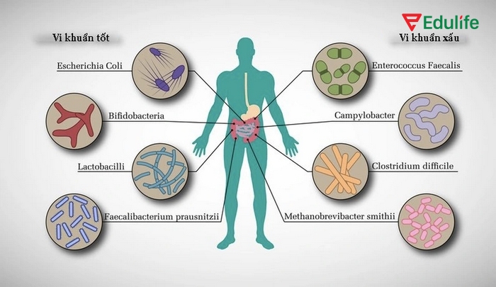 Sau khi hoàn thành bài tập tiếng Anh 11 Unit 1 Communication and Culture, học sinh sẽ hiểu thêm về vai trò của vi khuẩn tốt và xấu với sức khỏe