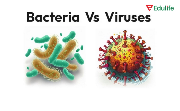 Bài tập tiếng Anh 11 Unit 1 Communication and Culture còn dẫn dắt học sinh biết phân biệt vi khuẩn (bacteria) và vi rút (viruses)