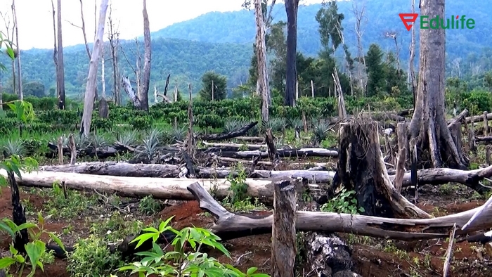 Bài tập 1 phần tiếng Anh 11 Unit 5 Reading gợi mở về các vấn nạn ảnh hưởng nghiêm trọng đến khí hậu trái đất