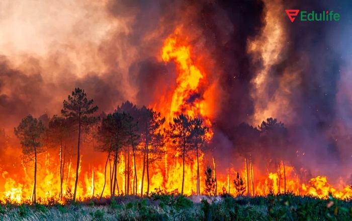 Phá, đốt rừng là một trong ba nguyên nhân lớn gây biến đổi khí hậu nghiêm trọng trên toàn cầu