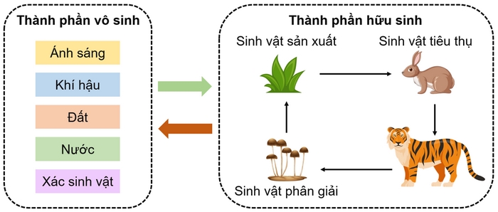 Tiếng Anh 11 Unit 10 Từ Vựng cung cấp nhiều từ mới chủ đề thành phần hệ sinh thái