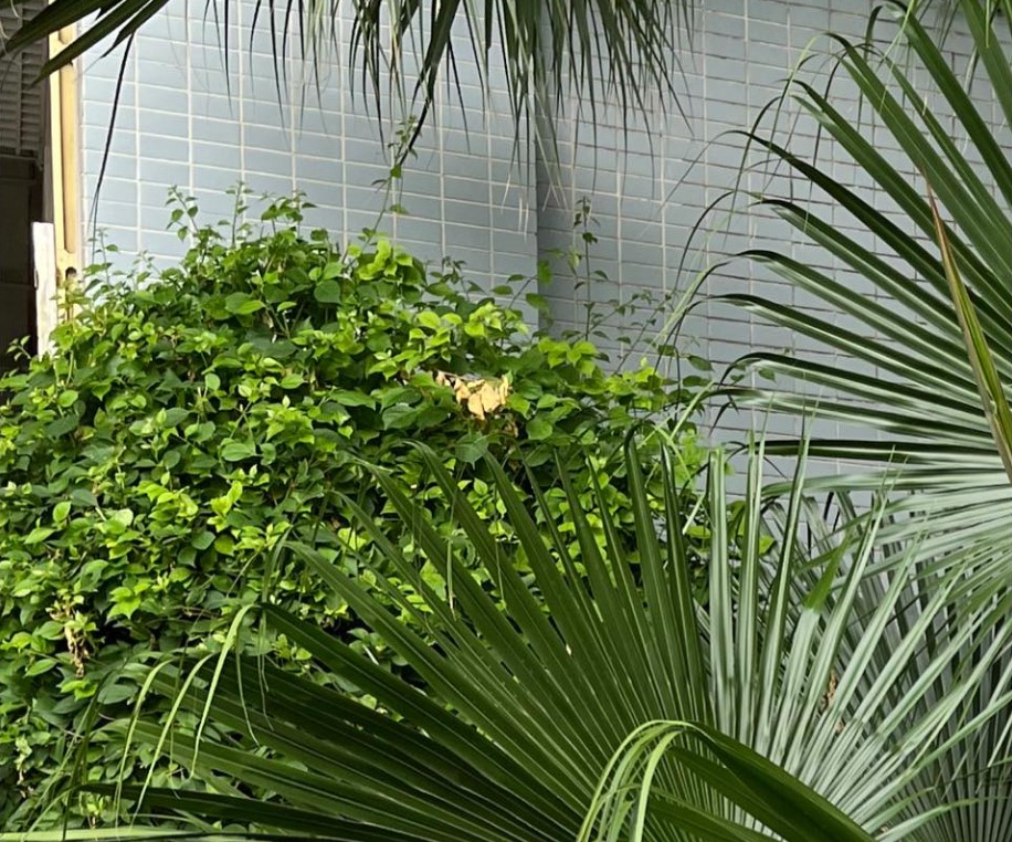 Học Viên Phương Đào luyện VSTEP B1 Foundation