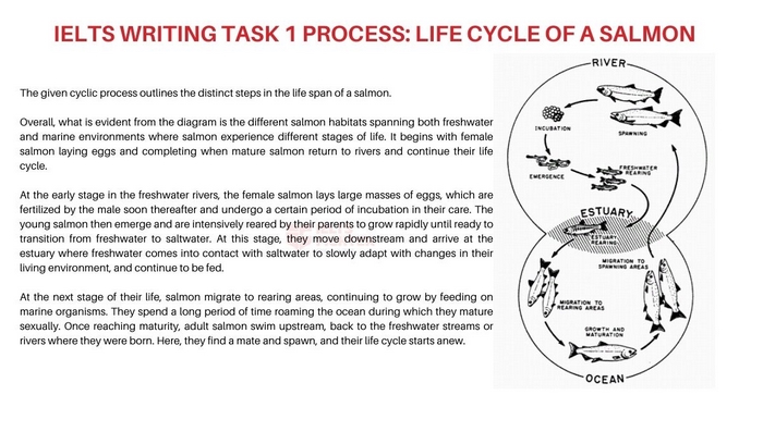 Bài IELTS Writing Task 1 Process mẫu mô tả chu trình sống của cá hồi trong tự nhiên 