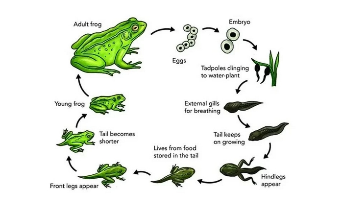 Với quy trình tự nhiên (natural process) thì nên chọn cấu trúc câu chủ động khi viết bài Writing Task 1 Process