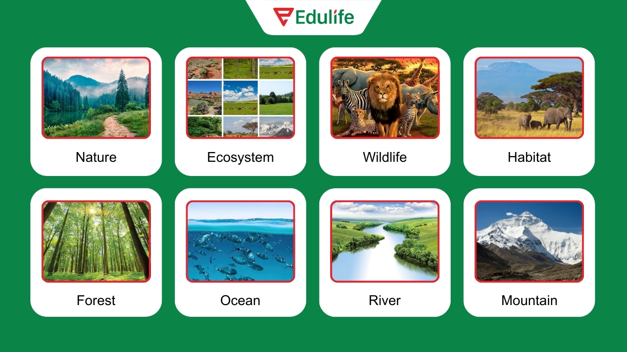 Từ vựng tiếng Anh về thiên nhiên & hệ sinh thái